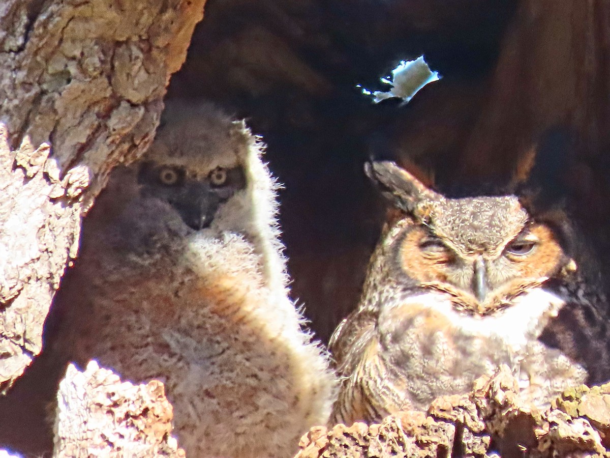 Grand-duc d'Amérique - ML616921105