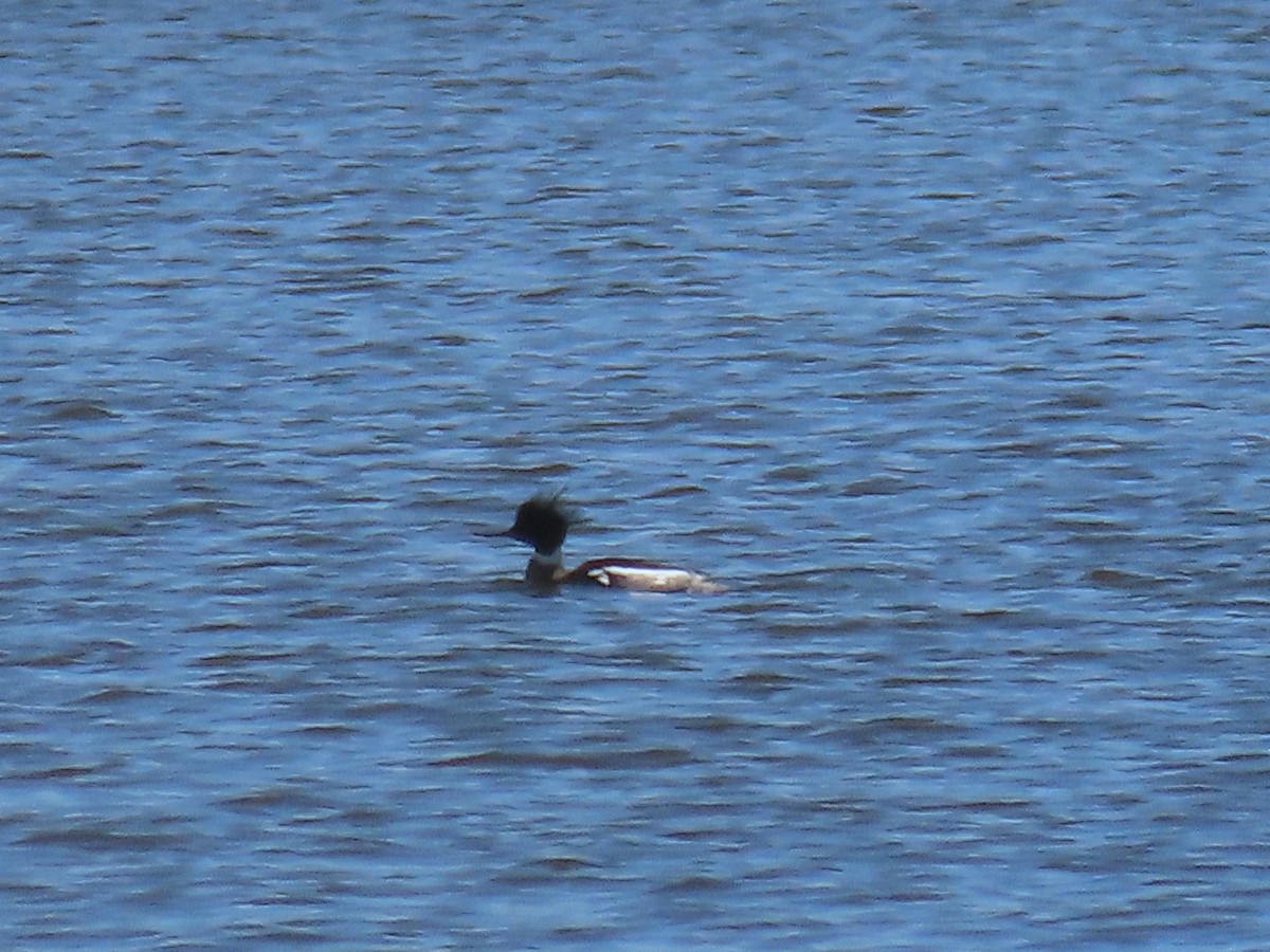 Red-breasted Merganser - ML616921106