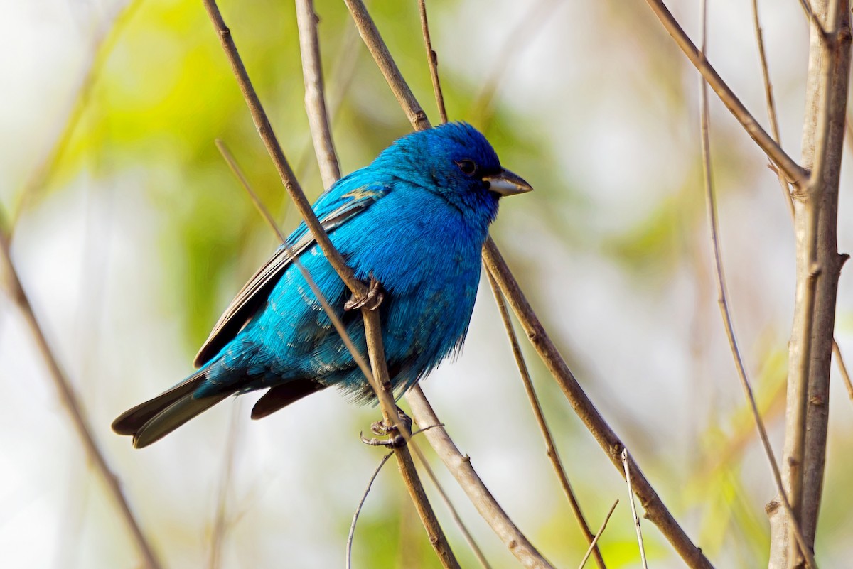 Indigo Bunting - Stephen Cook