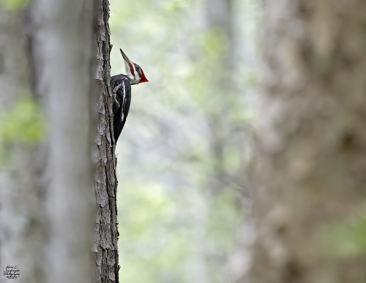 Pileated Woodpecker - ML616921257