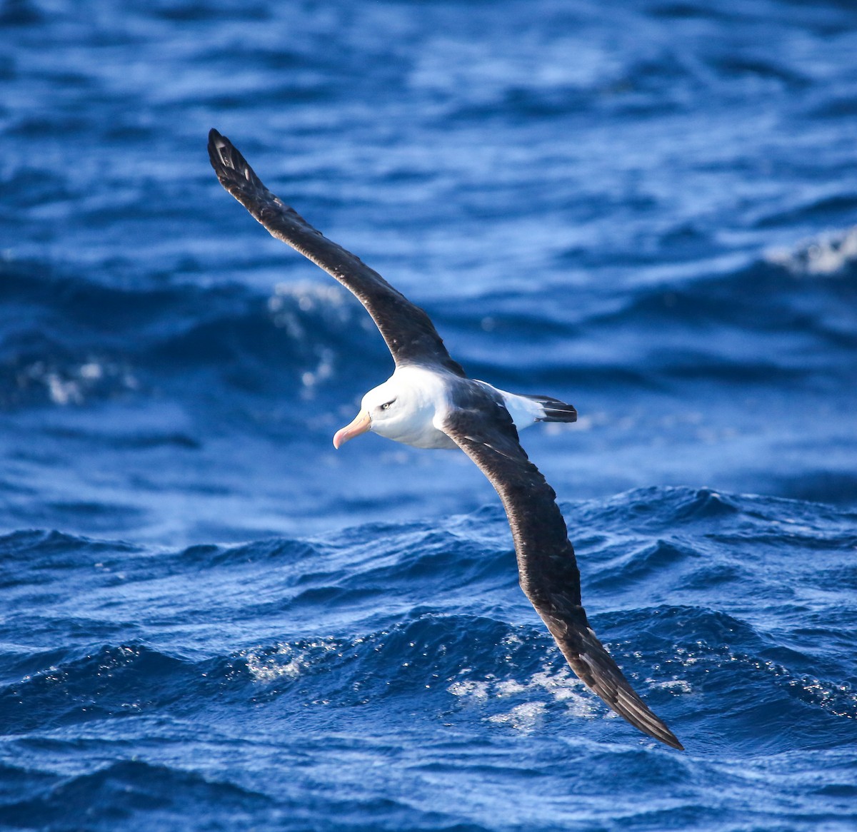 albatros černobrvý (ssp. impavida) - ML616921295