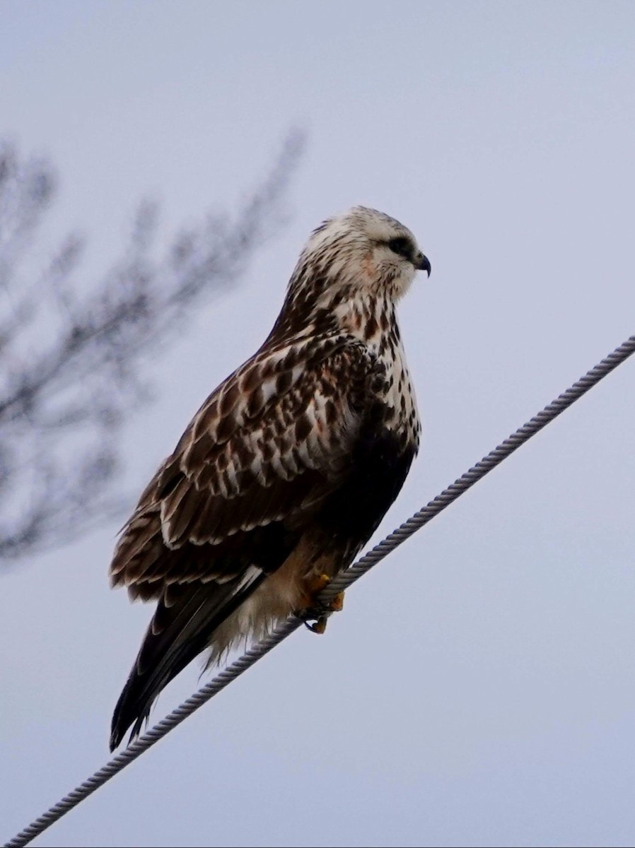 Buse pattue - ML616921303