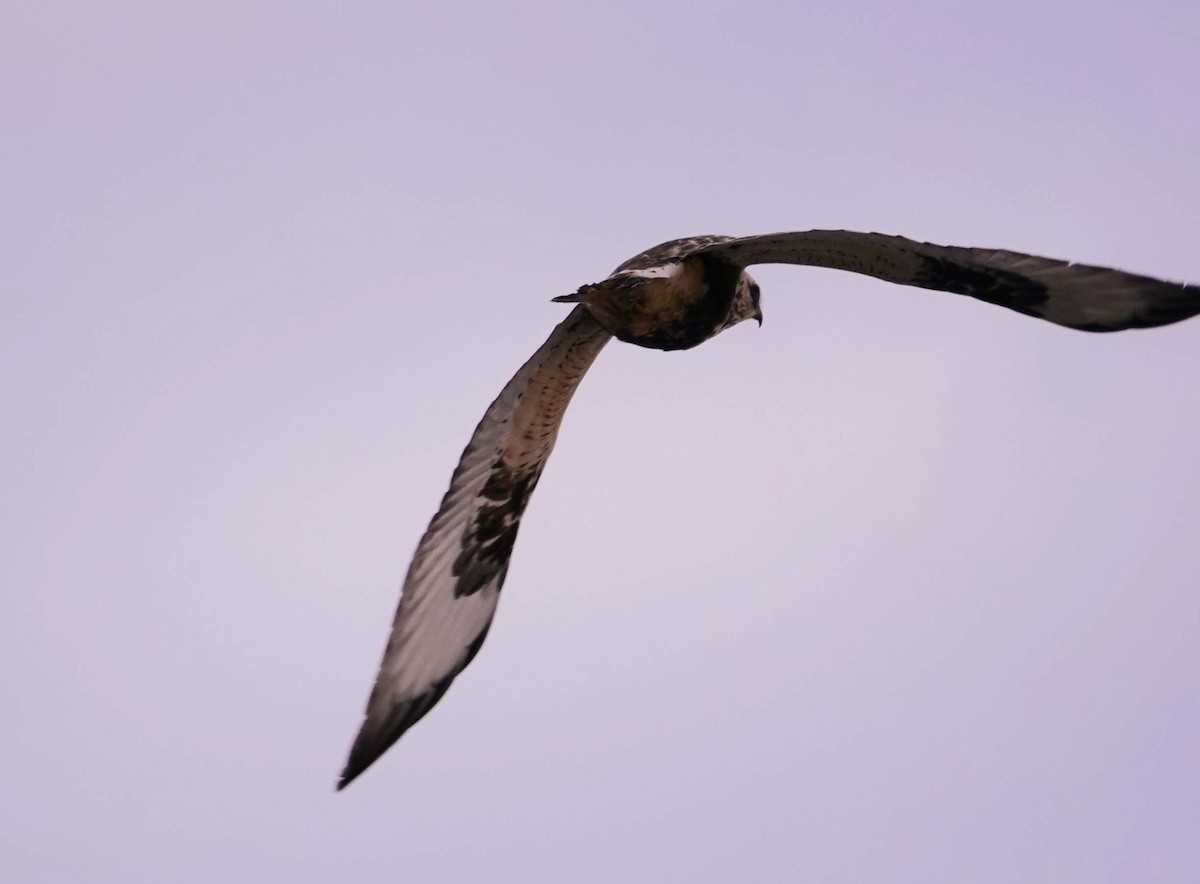 Buse pattue - ML616921304