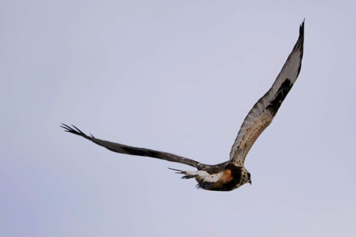 Buse pattue - ML616921305