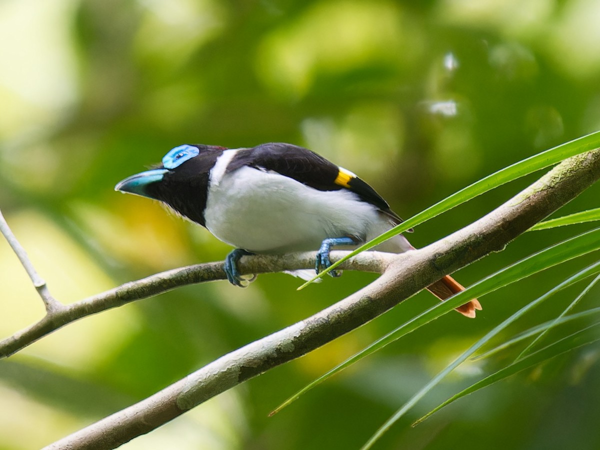 Wattled Broadbill - ML616921335