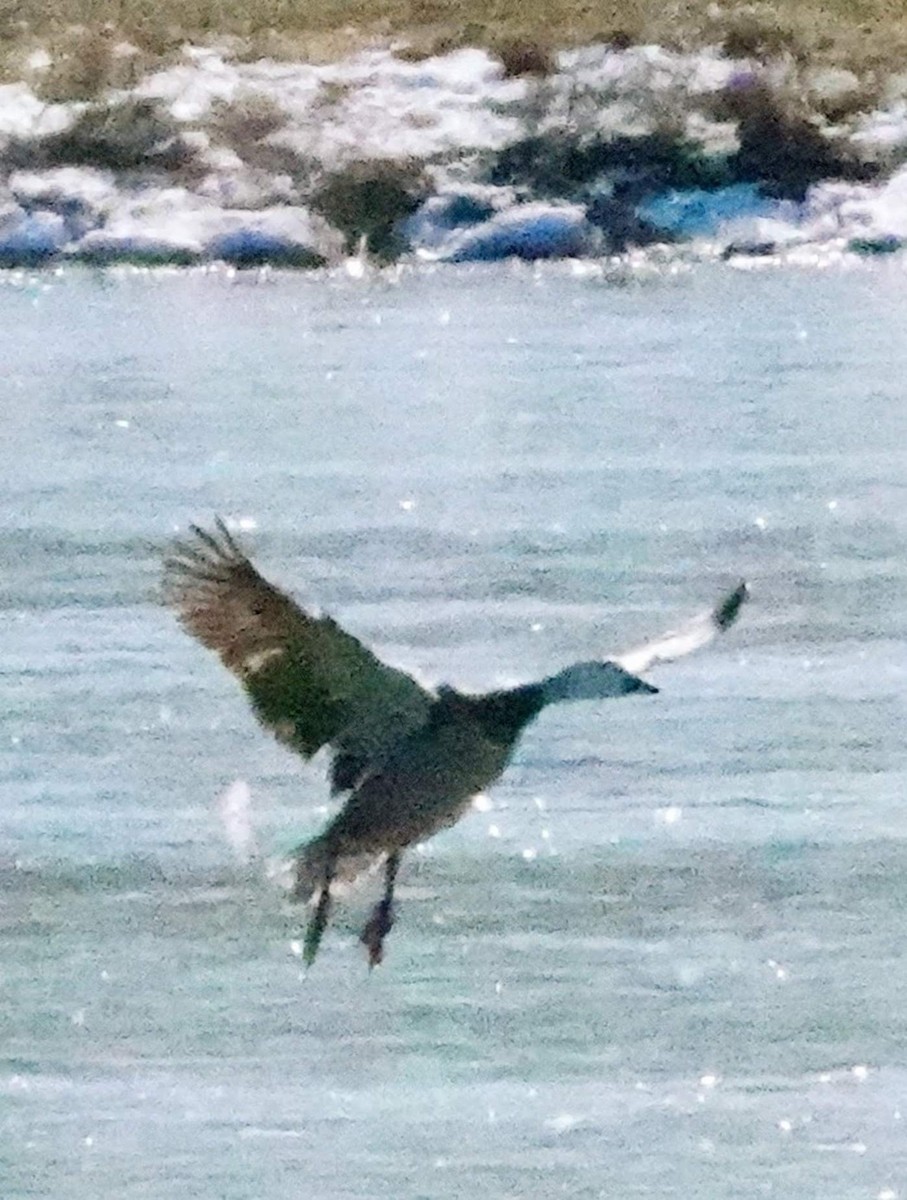 Oie des neiges - ML616921356