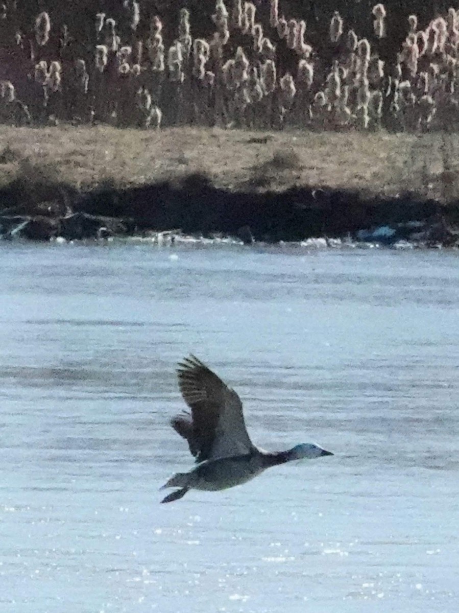 Oie des neiges - ML616921357