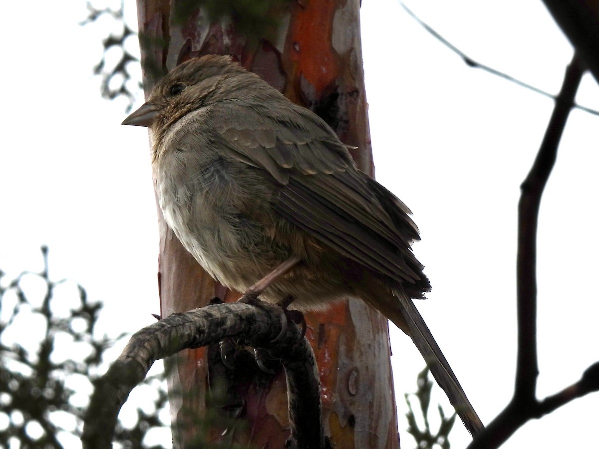 Canyon Towhee - ML616921362