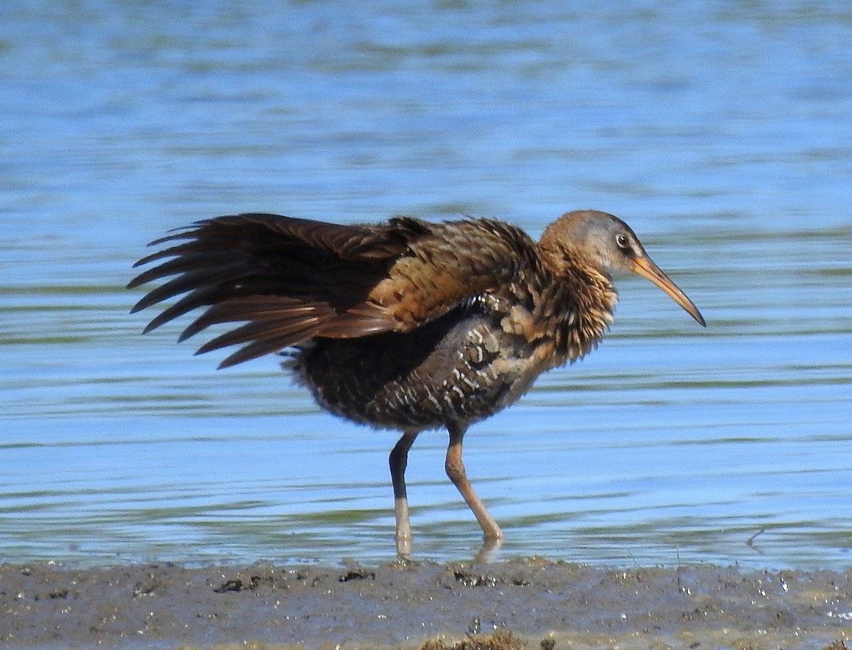 Clapper Rail - ML616921377