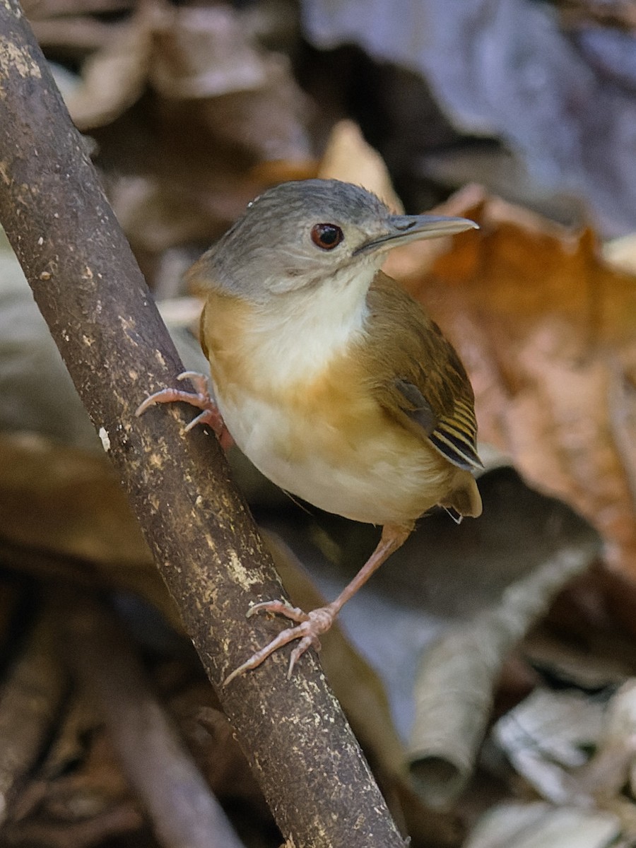 Ashy-headed Babbler - ML616921383