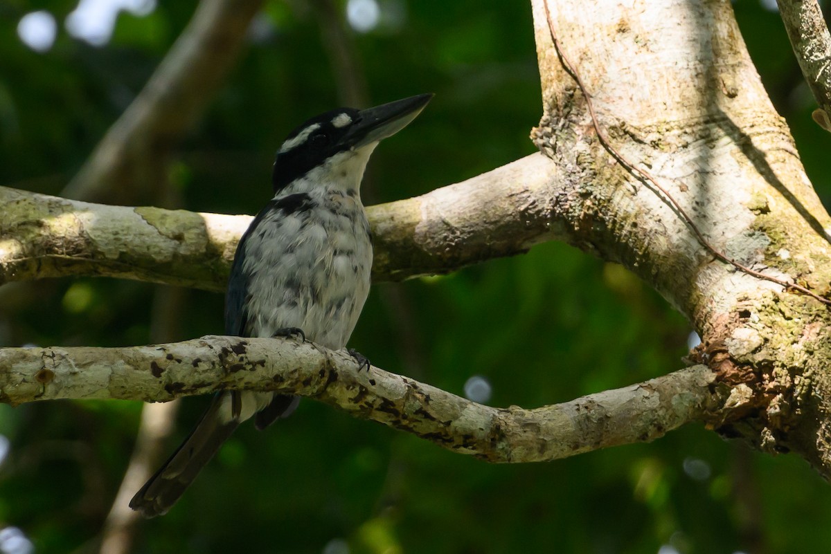 Sombre Kingfisher - Stephen Davies