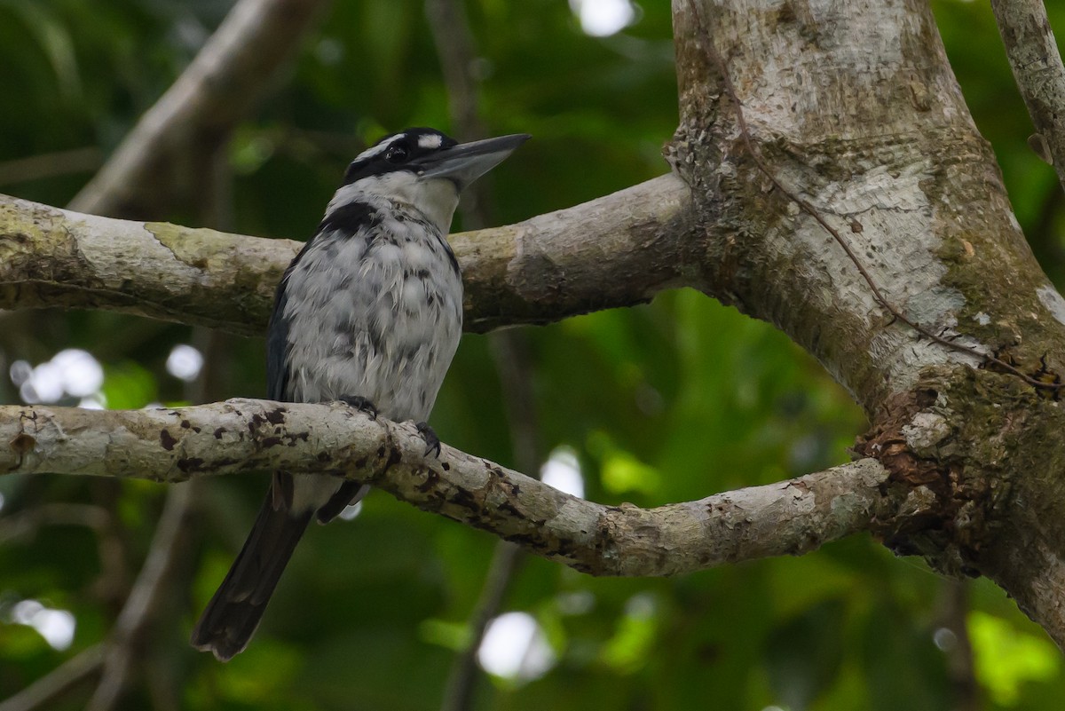 Sombre Kingfisher - ML616921414