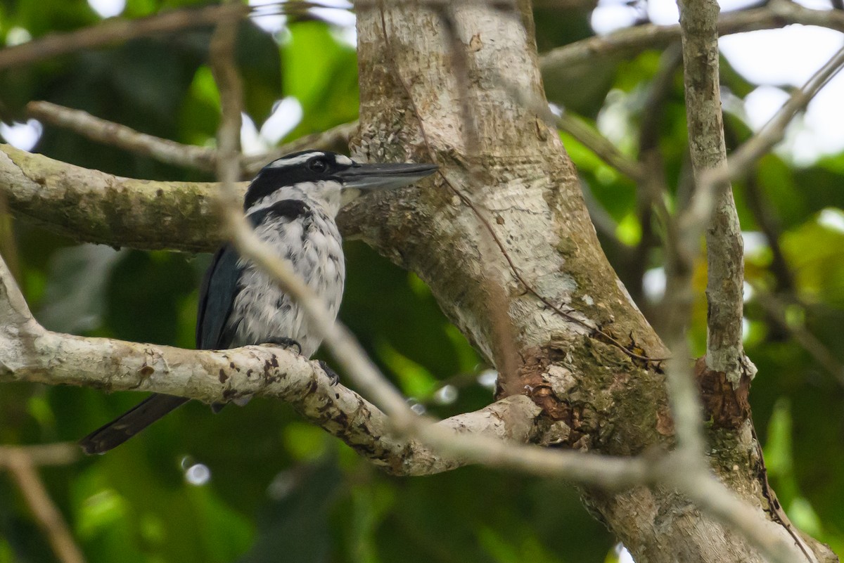 Sombre Kingfisher - Stephen Davies