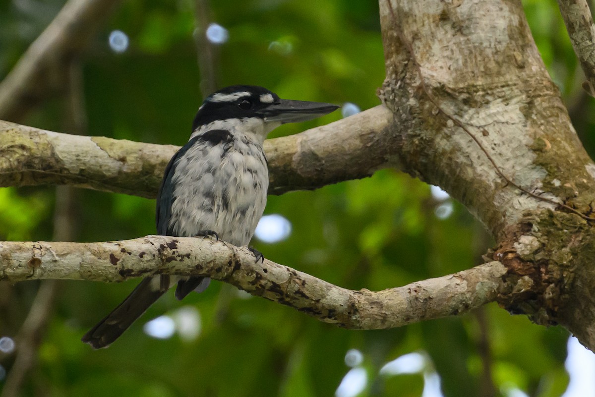 Sombre Kingfisher - ML616921418