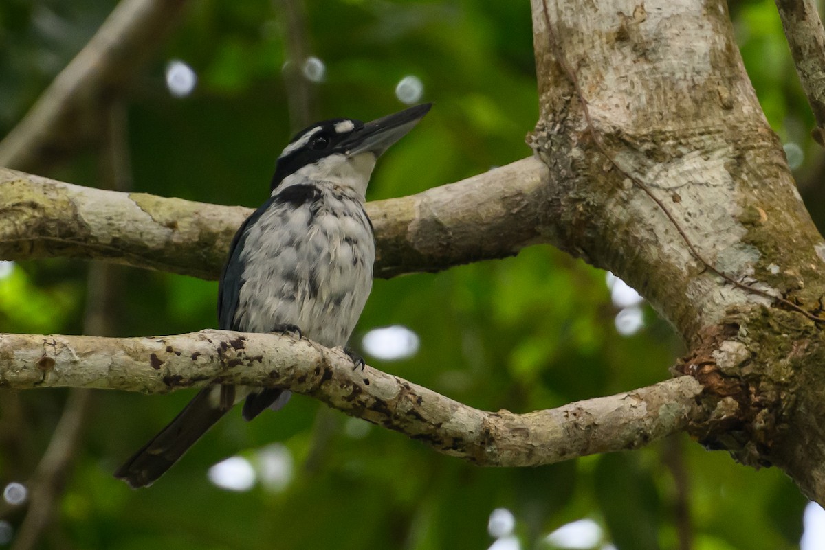 Sombre Kingfisher - ML616921421