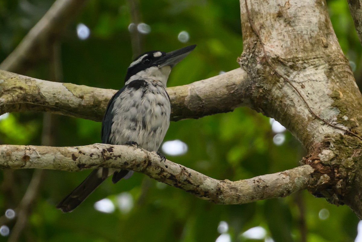 Sombre Kingfisher - ML616921423