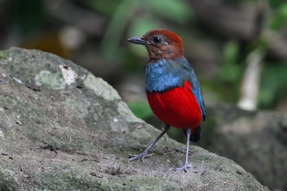 North Moluccan Pitta - Stephen Davies