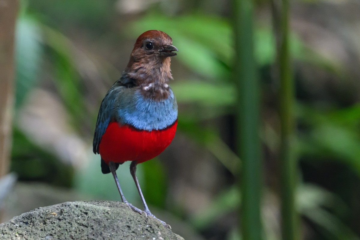 North Moluccan Pitta - Stephen Davies