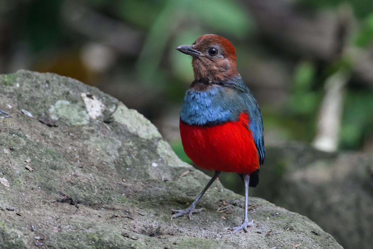 North Moluccan Pitta - Stephen Davies