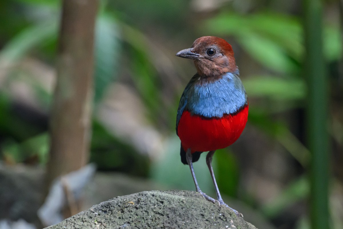 North Moluccan Pitta - Stephen Davies