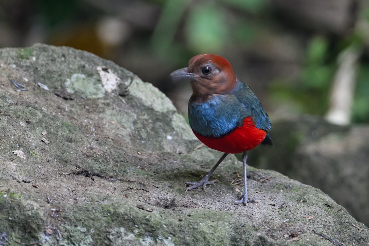 North Moluccan Pitta - Stephen Davies