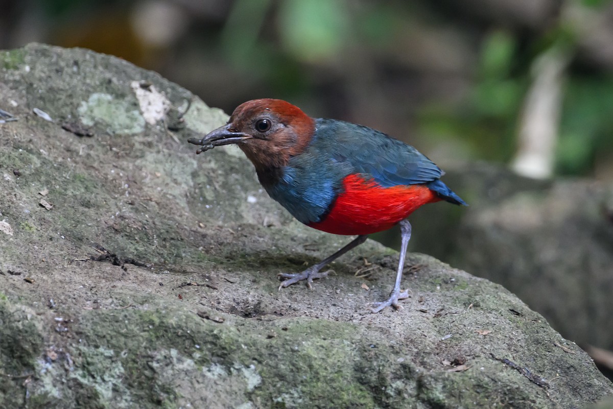 North Moluccan Pitta - Stephen Davies