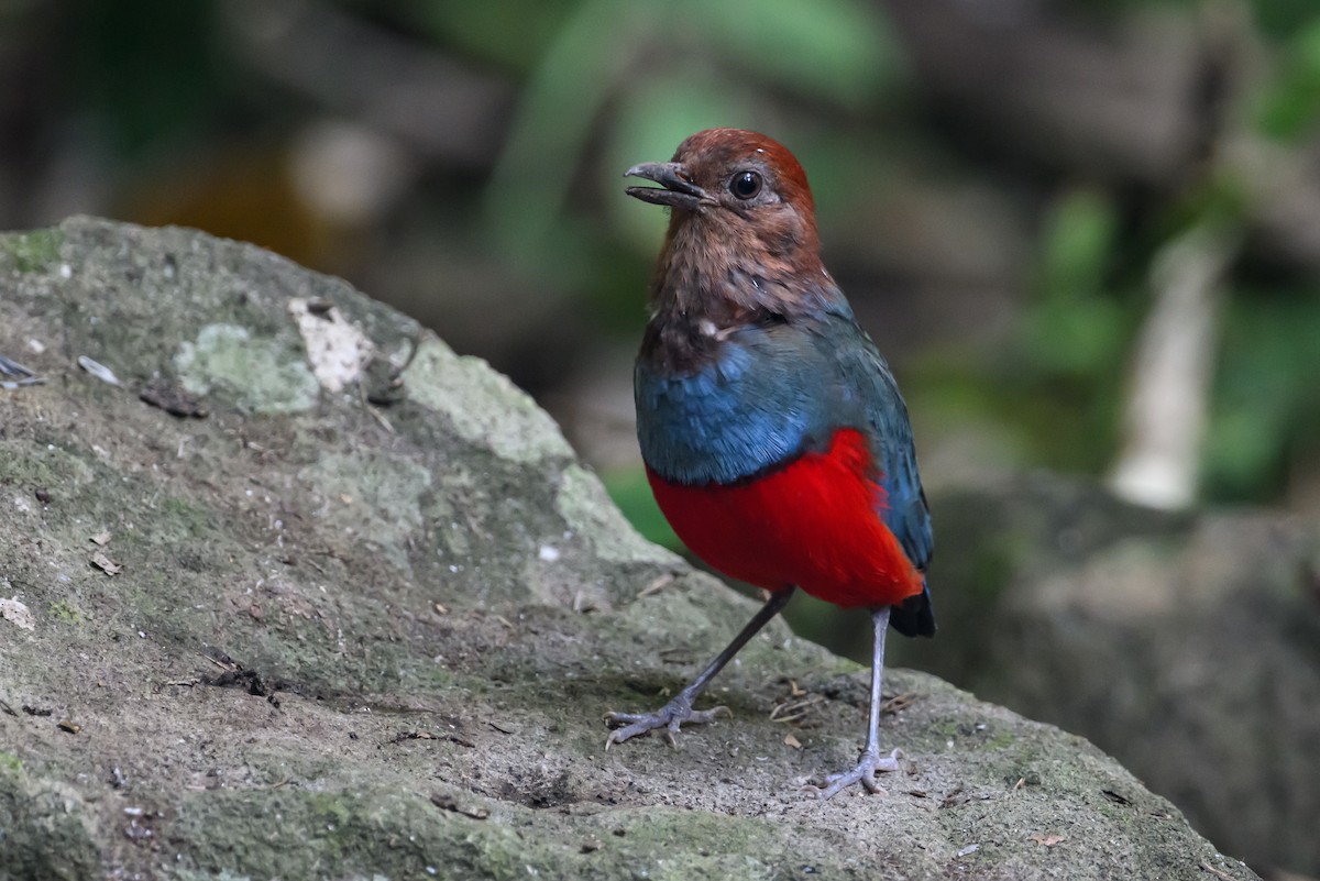 North Moluccan Pitta - Stephen Davies