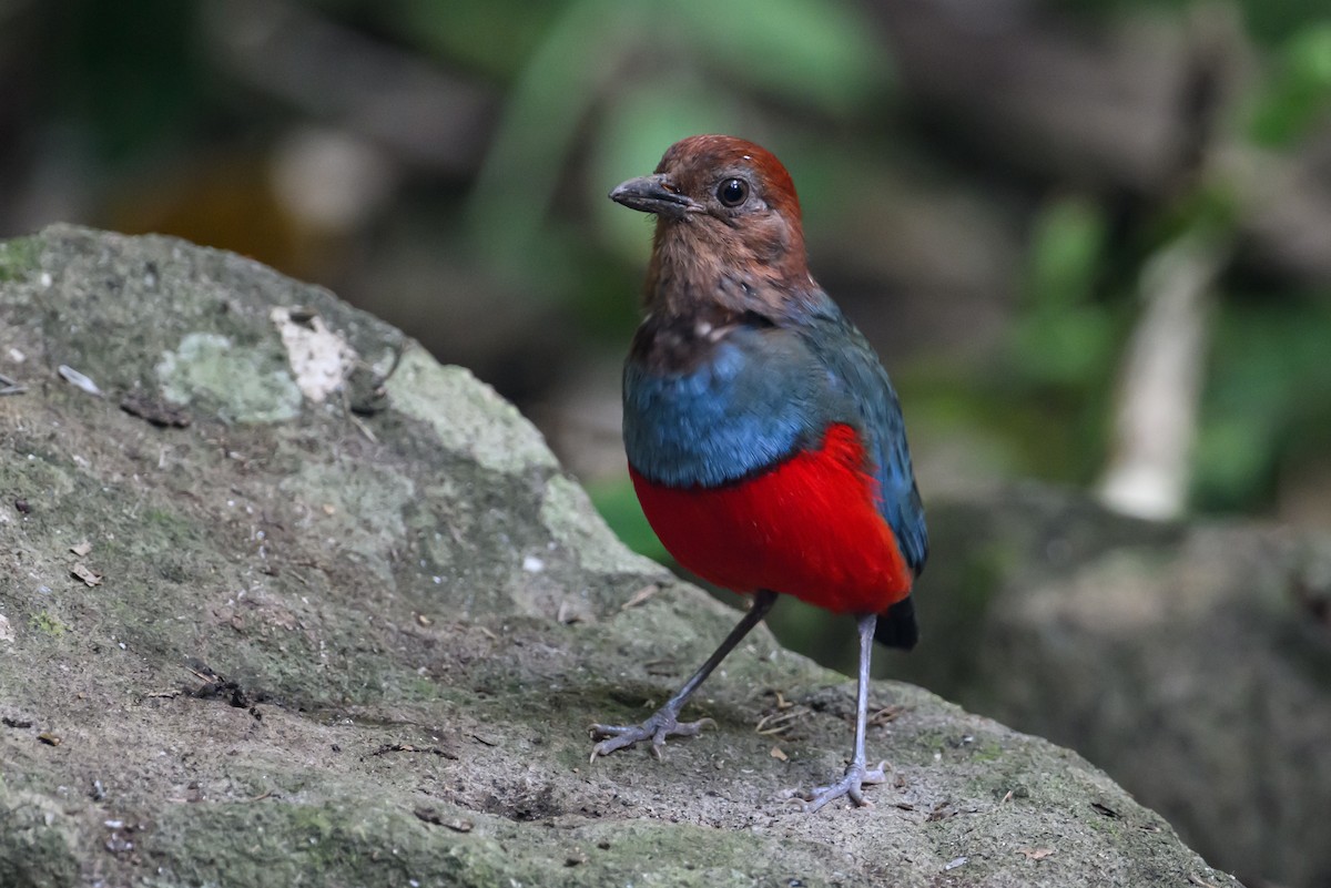 North Moluccan Pitta - Stephen Davies