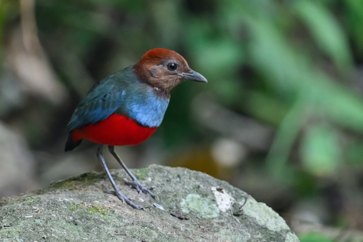 North Moluccan Pitta - Stephen Davies