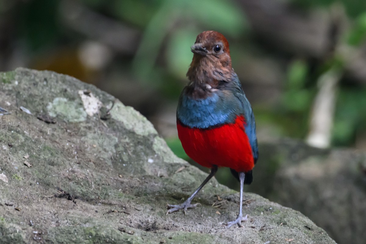 North Moluccan Pitta - Stephen Davies