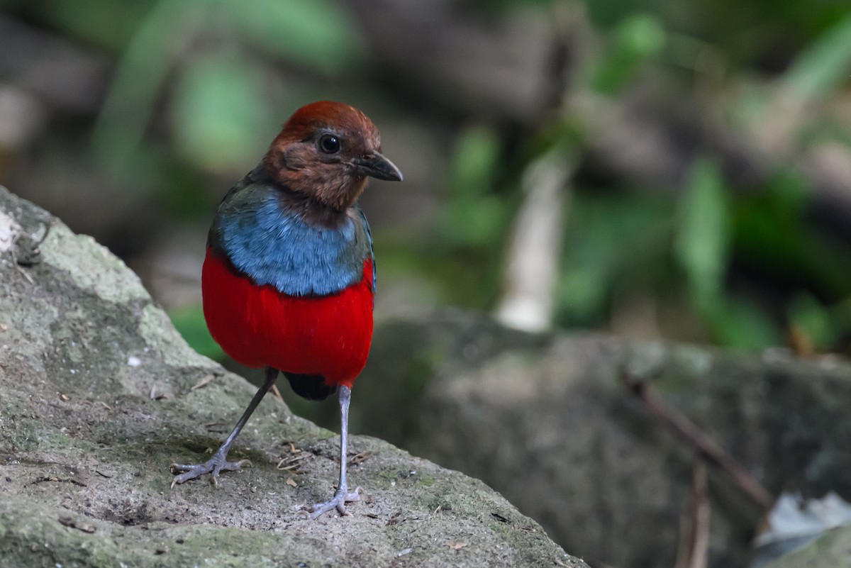 North Moluccan Pitta - Stephen Davies