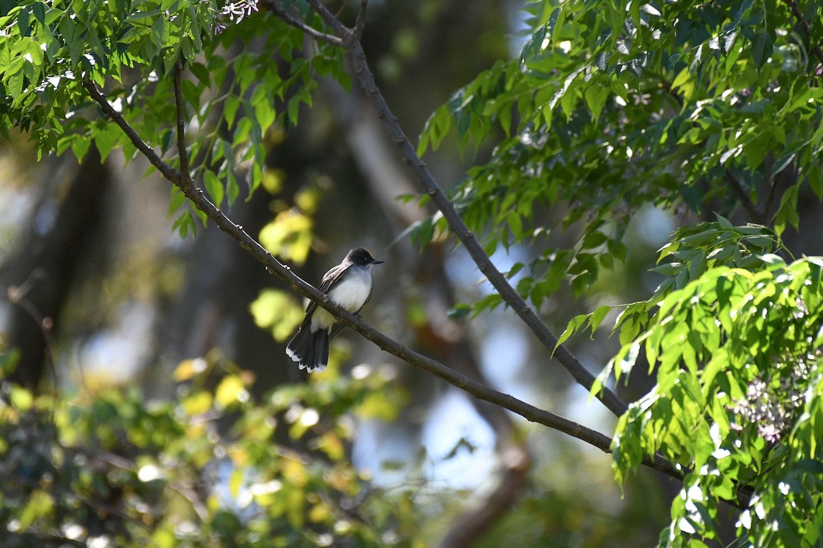 Eastern Kingbird - ML616921521