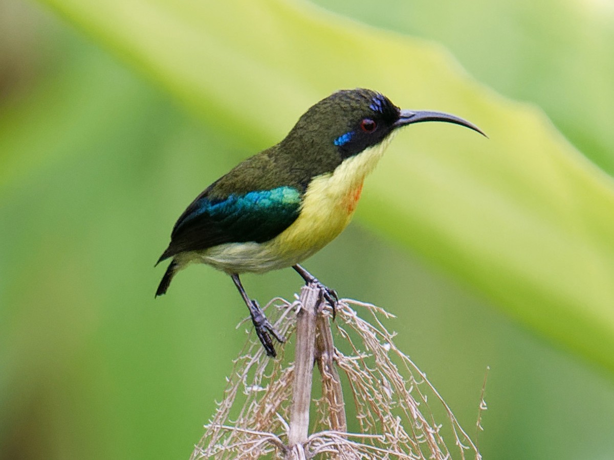 Metallic-winged Sunbird - ML616921578