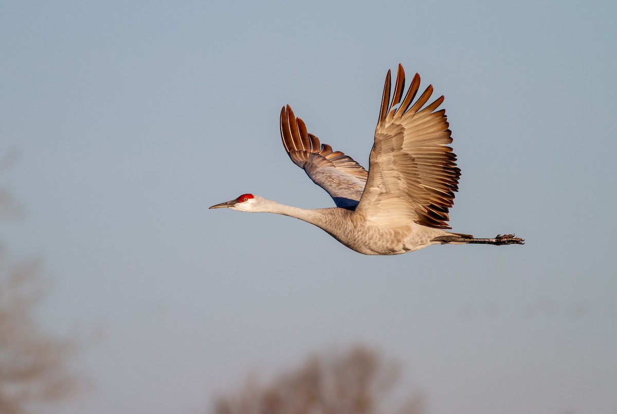 Sandhill Crane - ML616921593