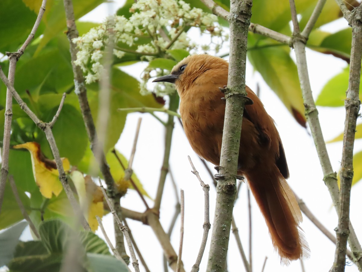 Rufous Wren - ML616921746