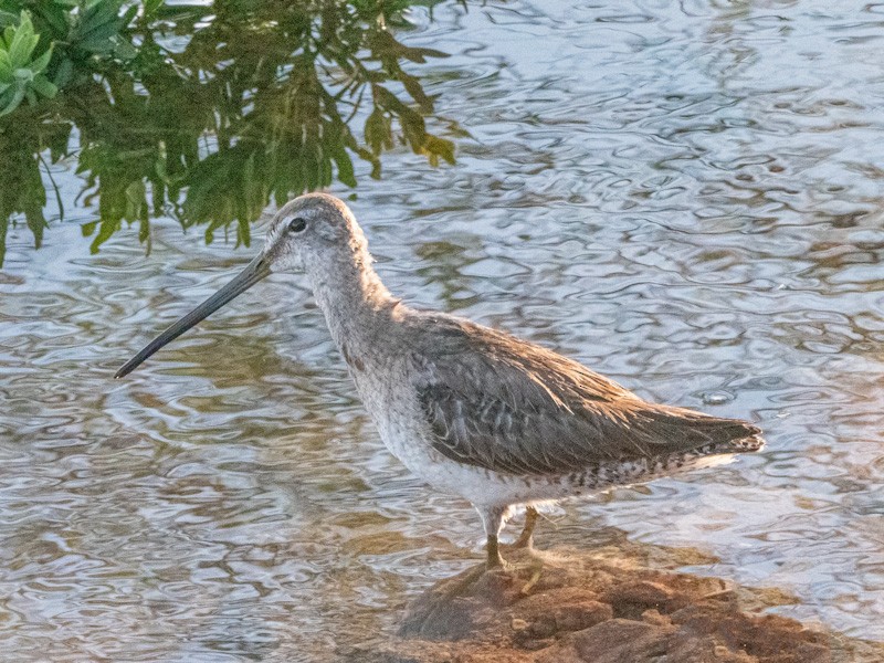 Long-billed Dowitcher - ML616921765
