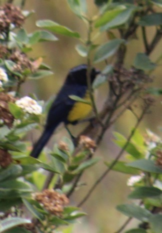 Buff-breasted Mountain Tanager - Deborah  Hansen