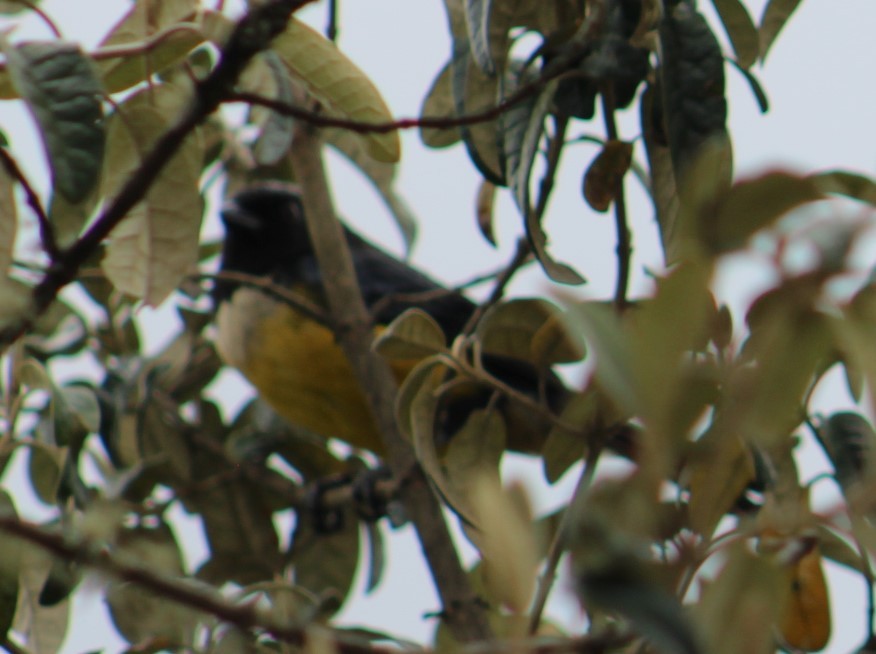 Buff-breasted Mountain Tanager - Deborah  Hansen