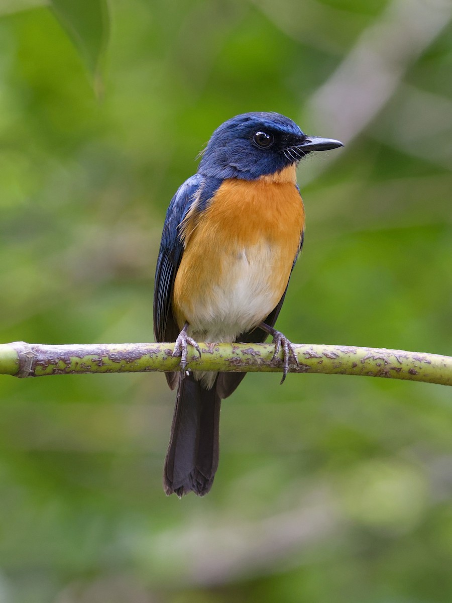 Mangrove Blue Flycatcher - Anonymous