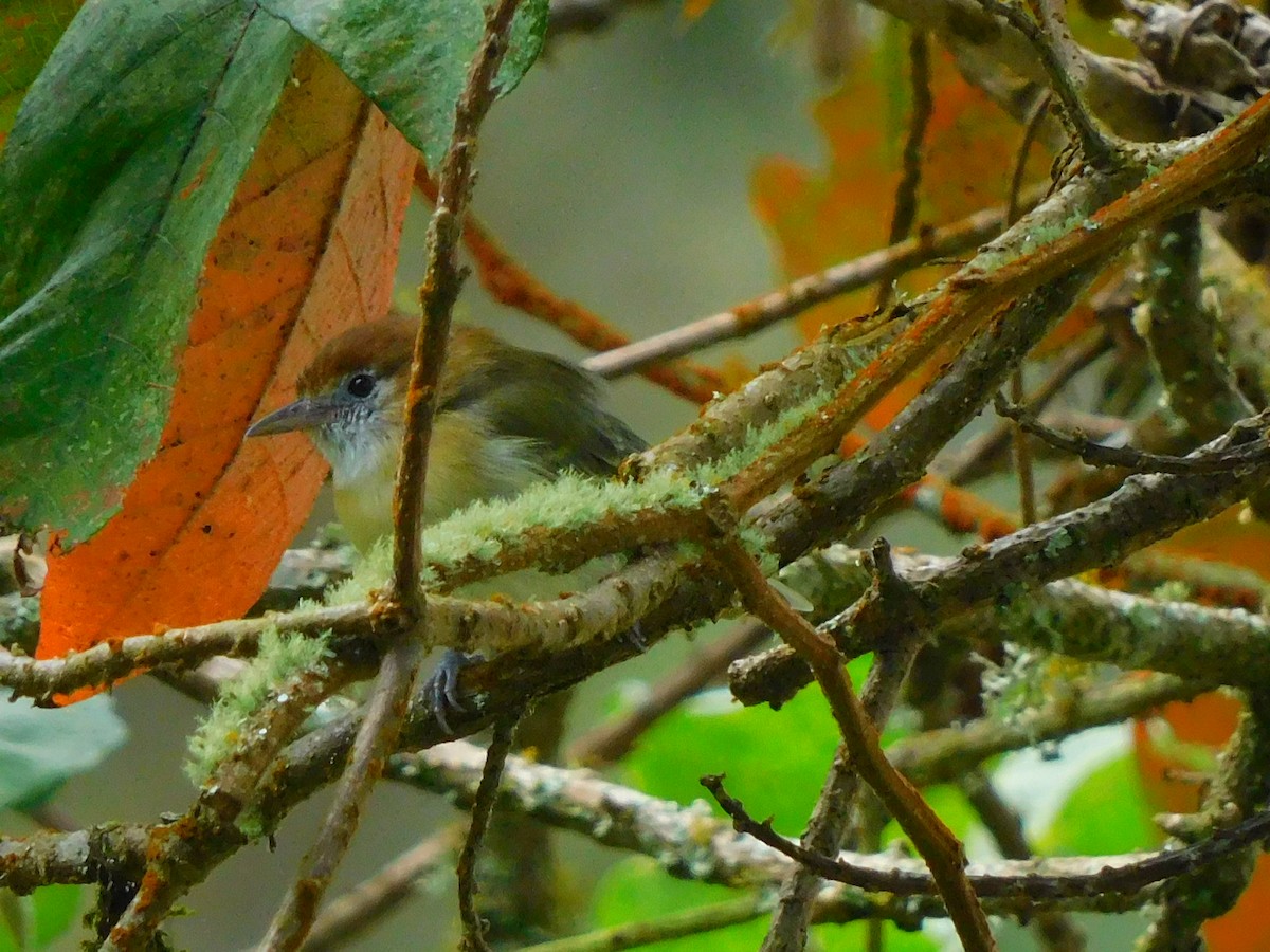 Rufous-naped Greenlet - ML616921814