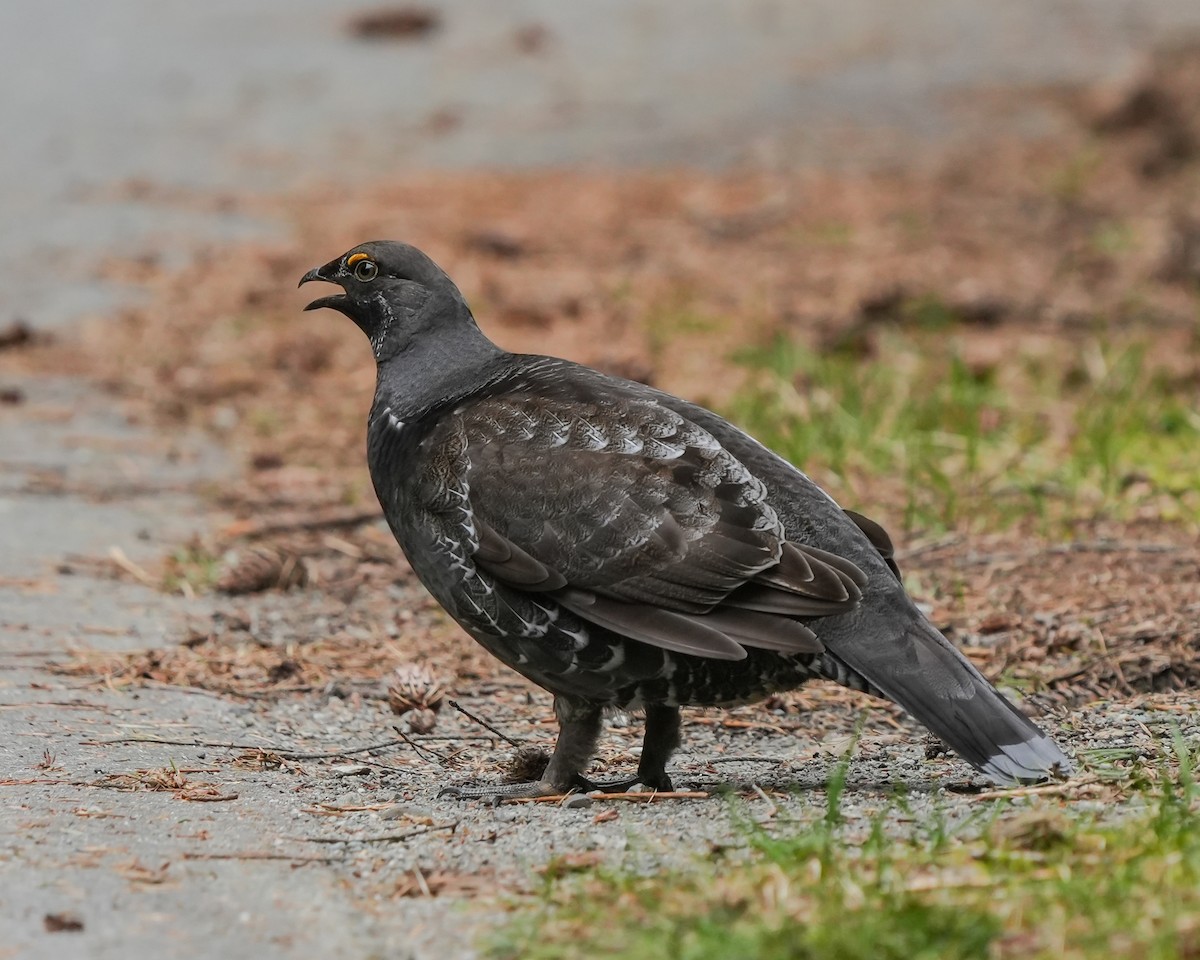 Sooty Grouse - Norm Lee