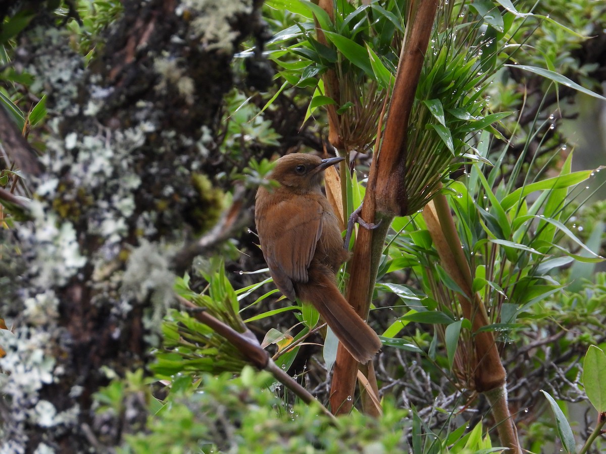 Rufous Wren - ML616921873