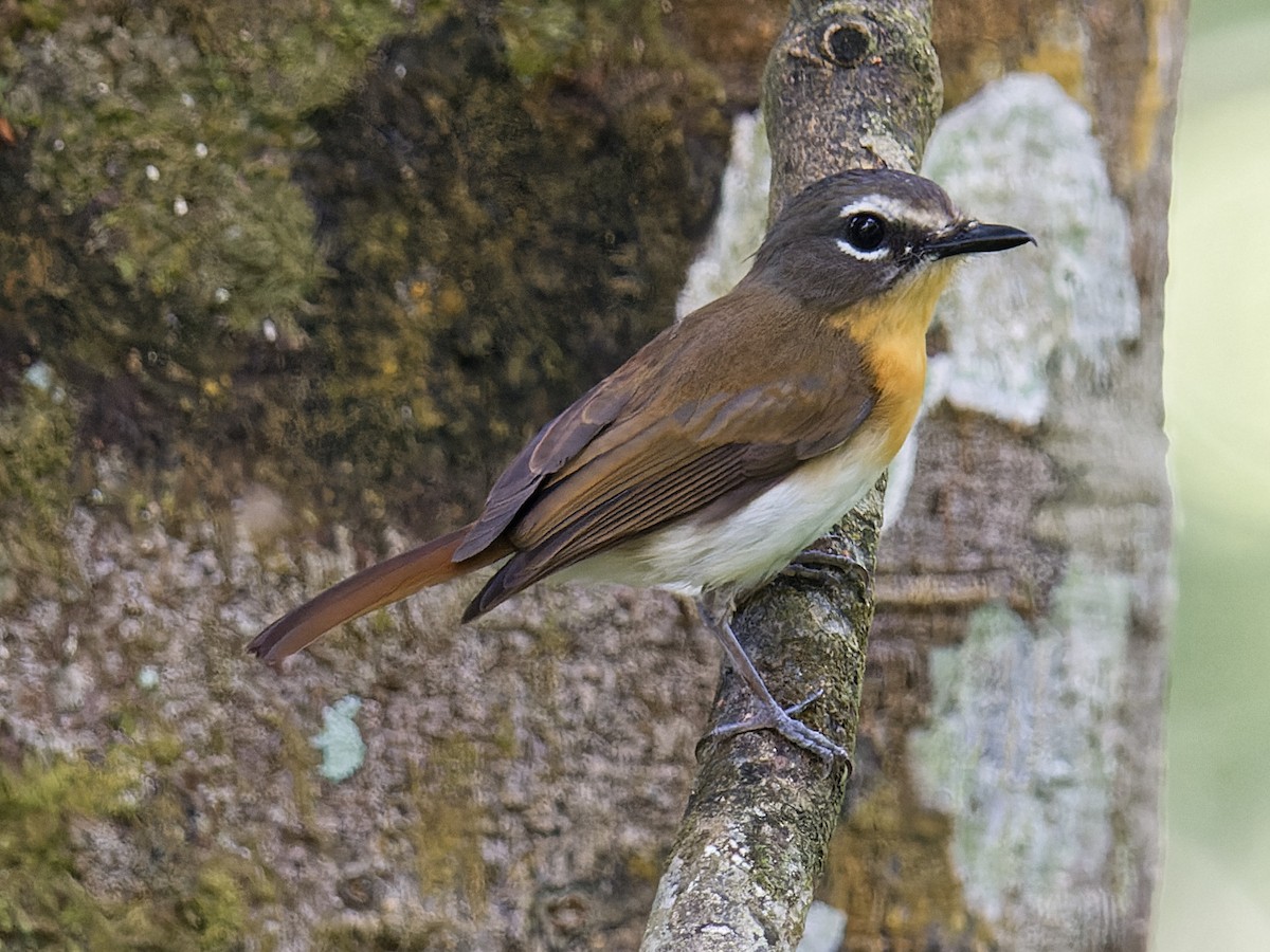 Palawan Blue Flycatcher - ML616921904