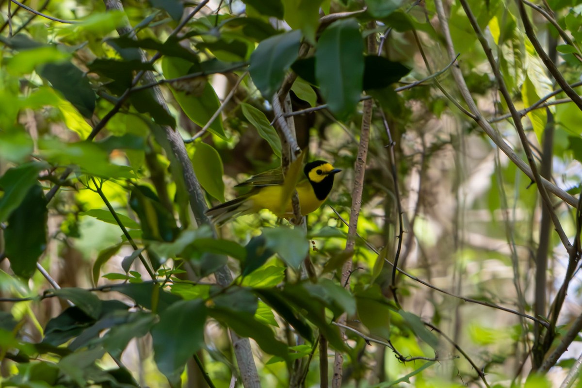 Hooded Warbler - ML616921961