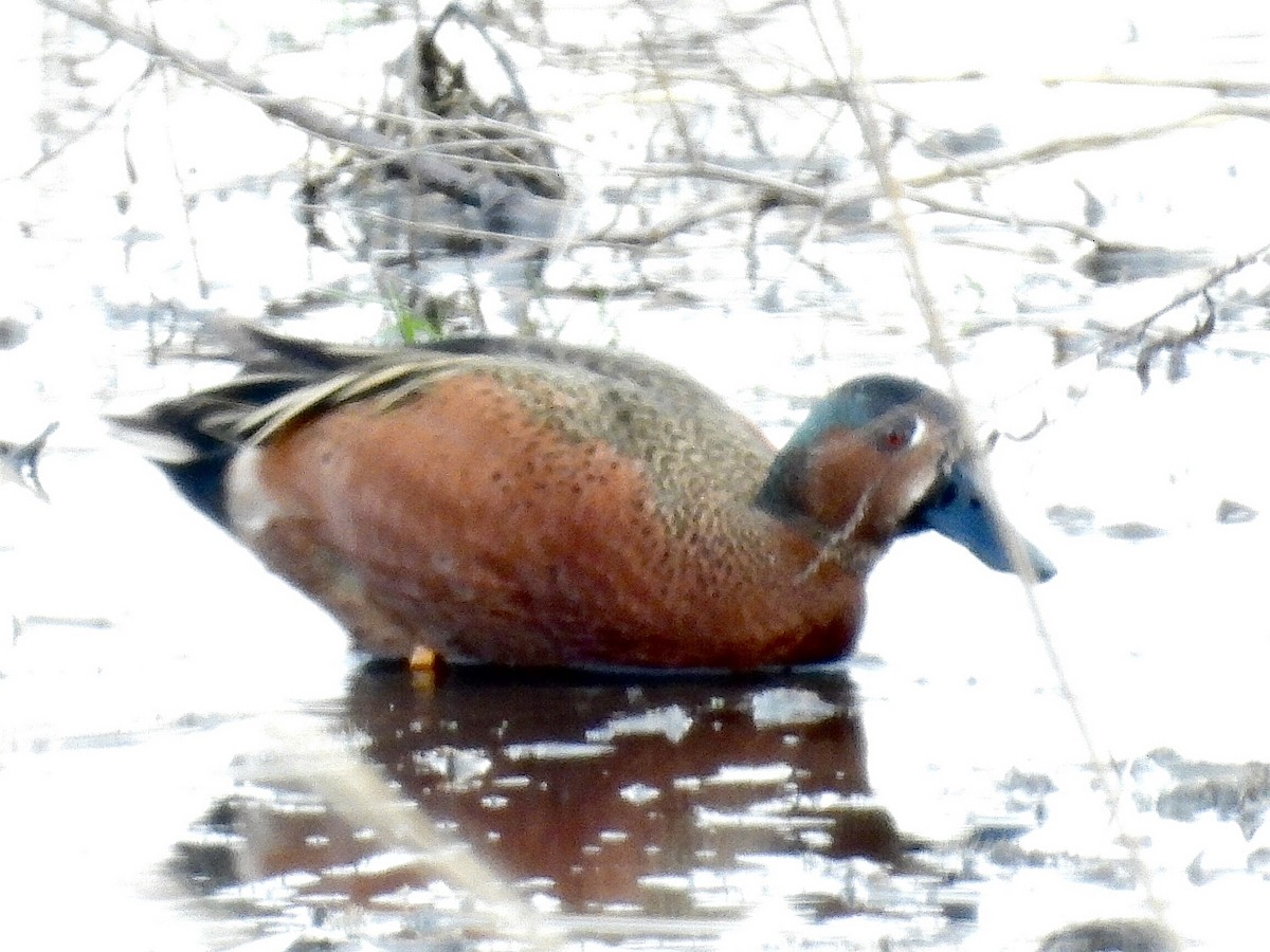 Blue-winged x Cinnamon Teal (hybrid) - ML616921991