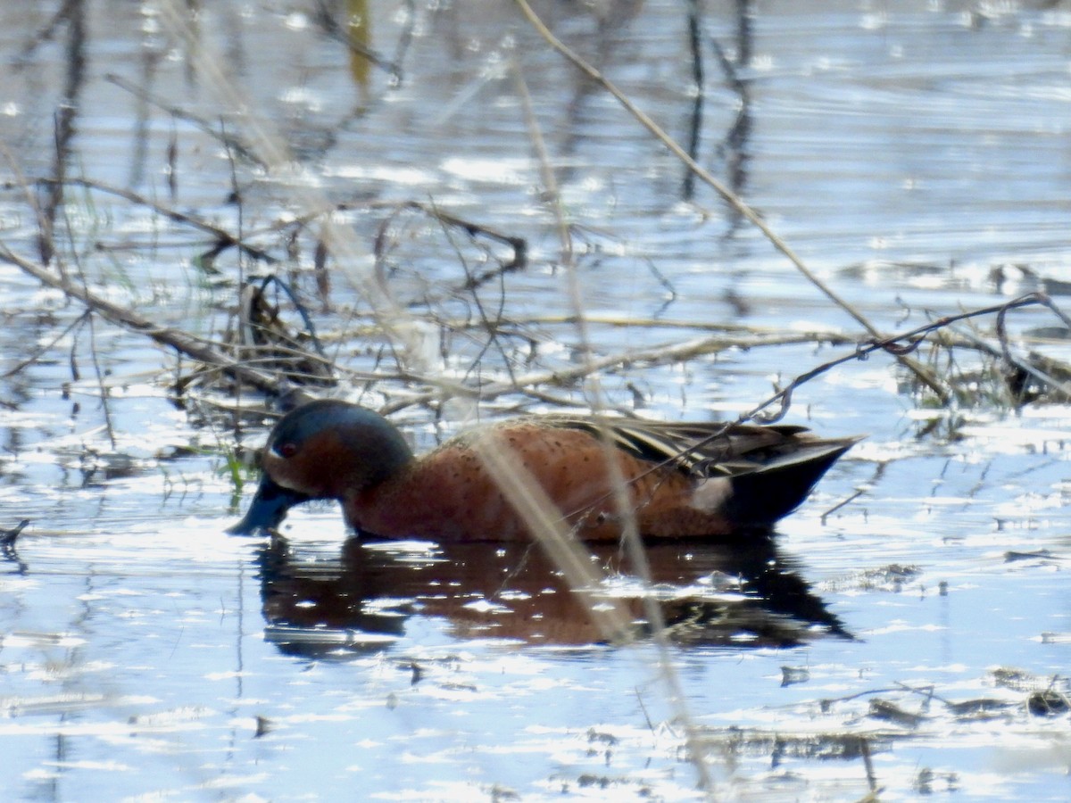 Blue-winged x Cinnamon Teal (hybrid) - ML616921993
