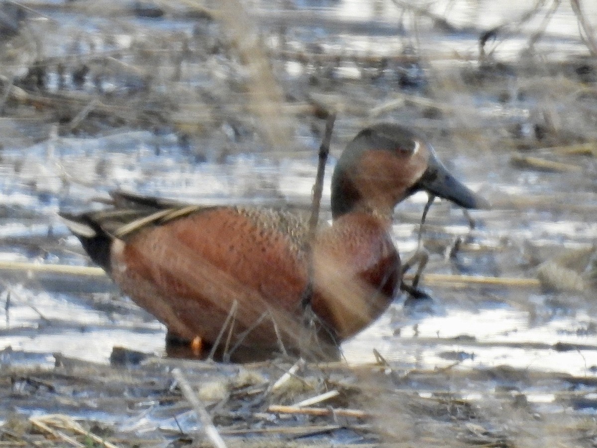 Blue-winged x Cinnamon Teal (hybrid) - ML616921997