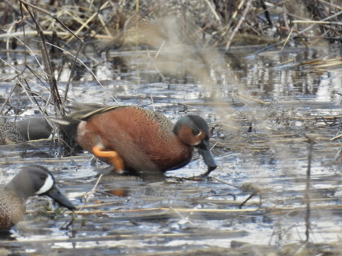 Blue-winged x Cinnamon Teal (hybrid) - ML616922000