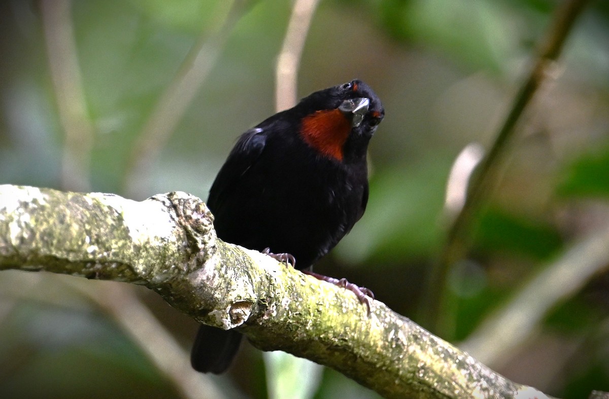 Pèrenoir rougegorge - ML616922014