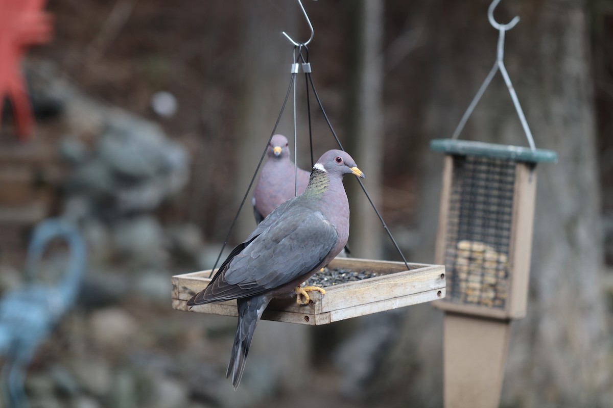 Band-tailed Pigeon - ML616922054